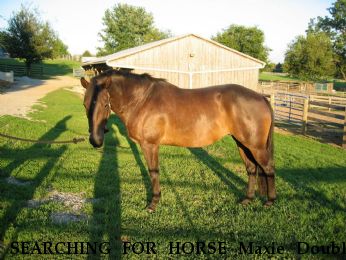 SEARCHING FOR HORSE Maxie Double Fudge aka Lexy, $1000. REWARD Near Stem, NC, 27581